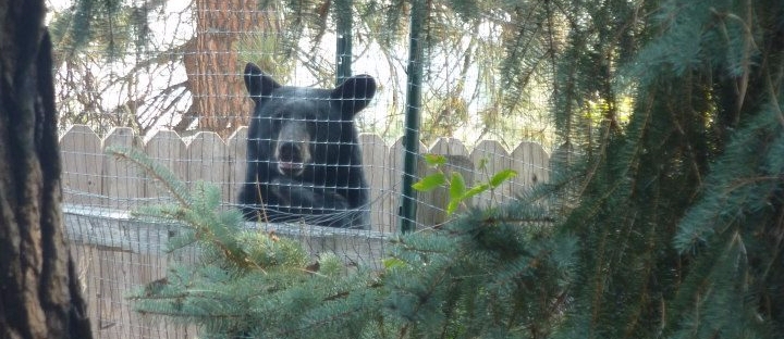 black bear looking over a fence